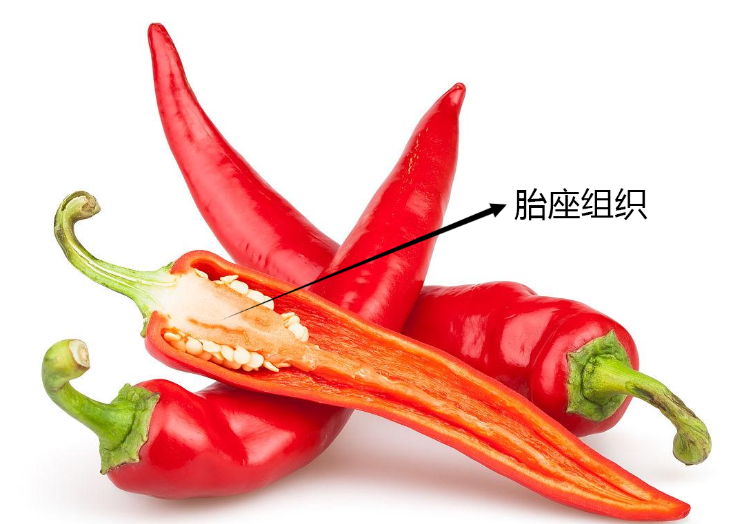 辣椒中的辛辣成分,主要由一系列在结构和性质上非常相似的物质构成