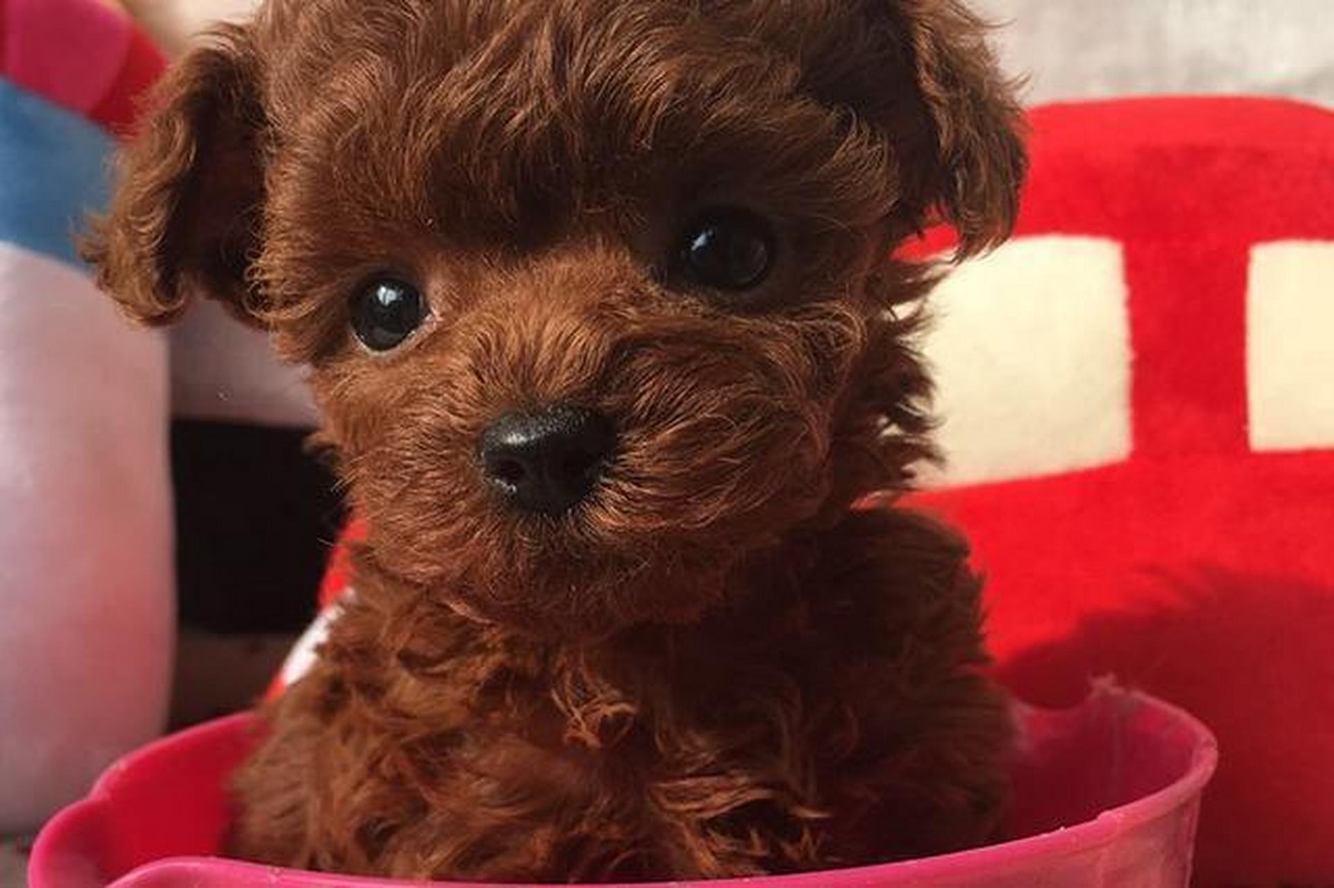 黄毛泰迪,不只是萌宠!