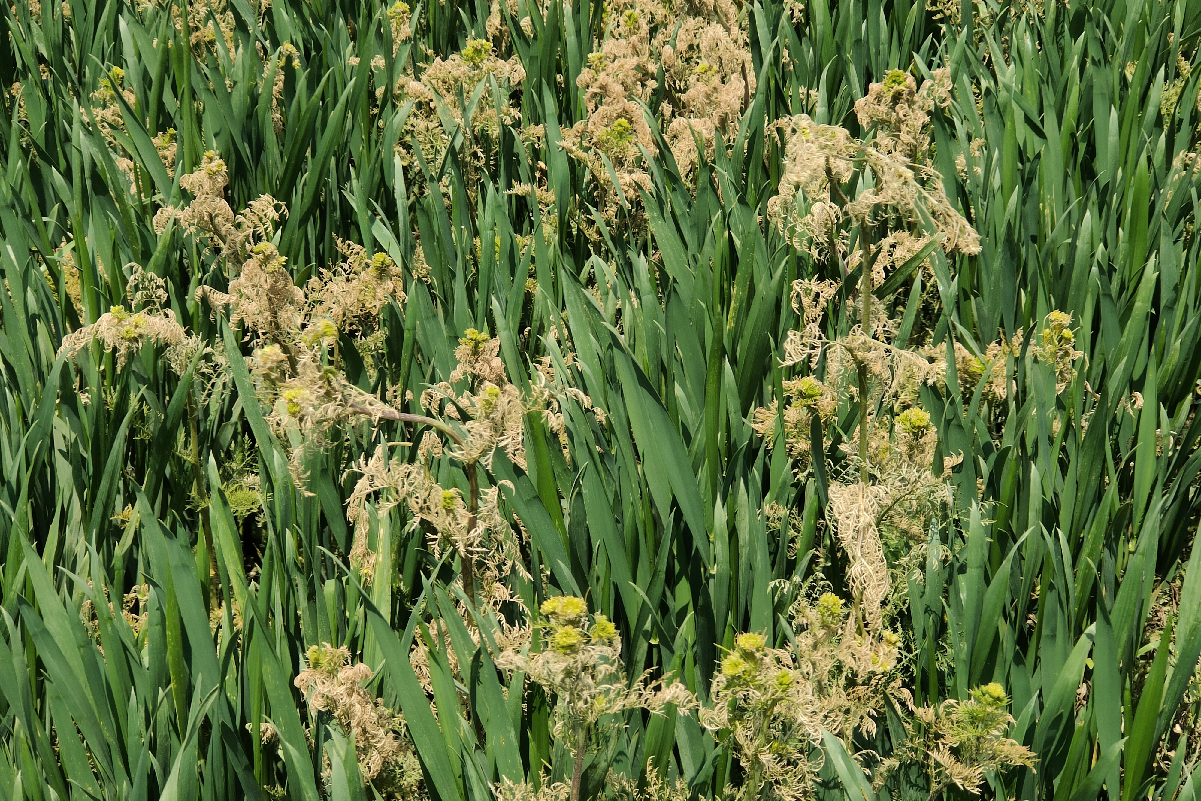遵循合适天气,均匀喷雾,保护小麦等注意事项,使用后及时观察,减轻药害