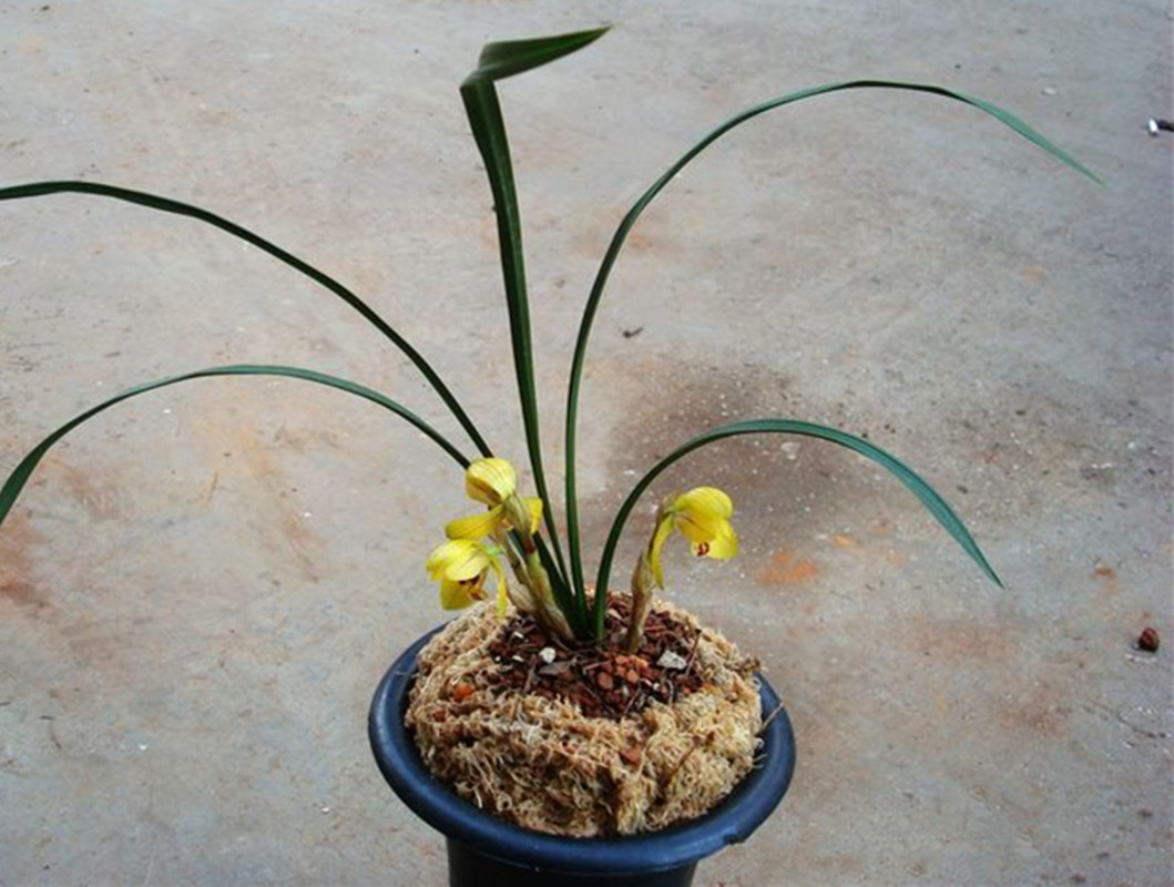 这种霸气的"帝王"兰花,唯我国独有,自带浓香,一朵能香15天