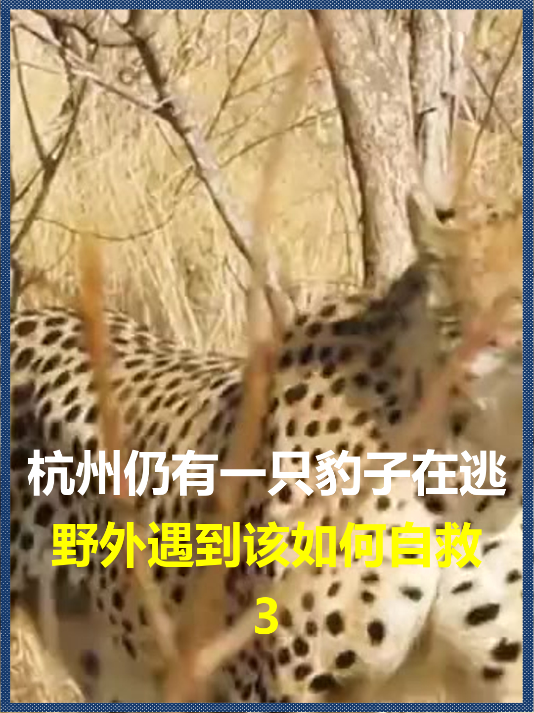 杭州仍有一只豹子在逃?野外遇到该如何自救-度小视