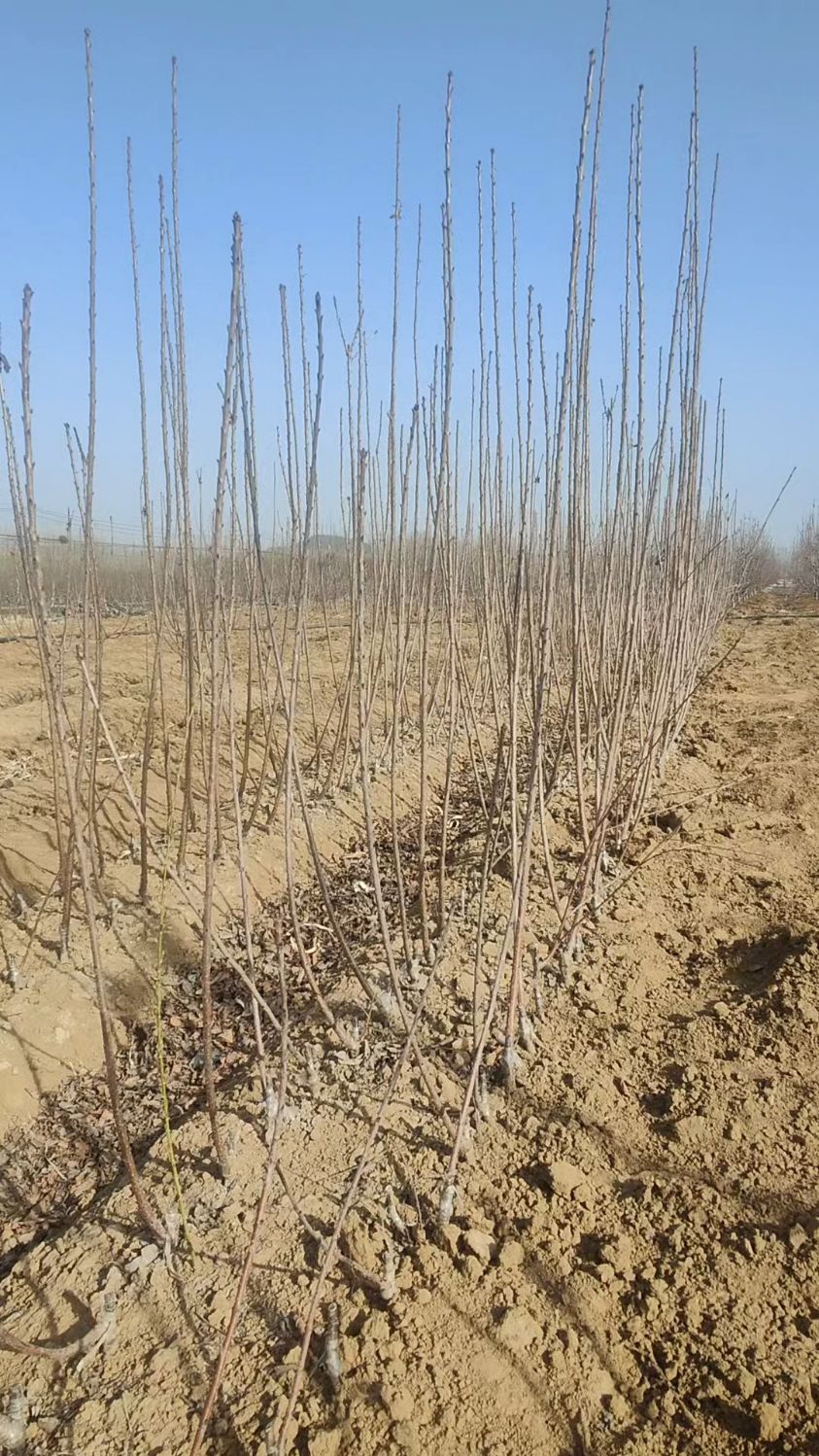 吉塞拉六号砧木苗嫁接培育的车厘子大樱桃树苗品种,苗木根系发达