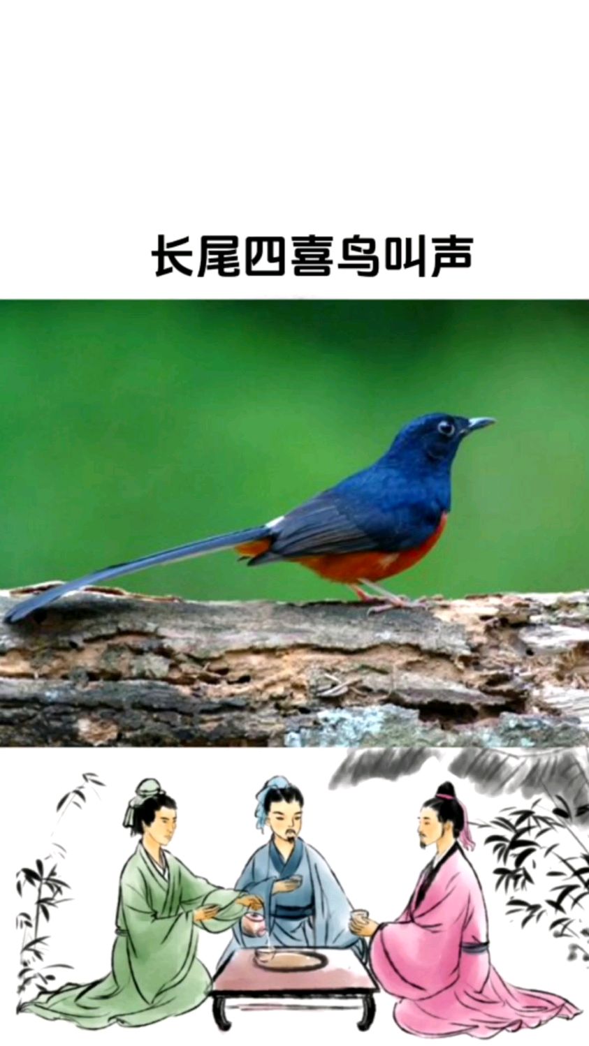长尾四喜鸟善鸣叫,鸣叫时尾直竖,鸣声清脆悦耳,婉转动听-度小视