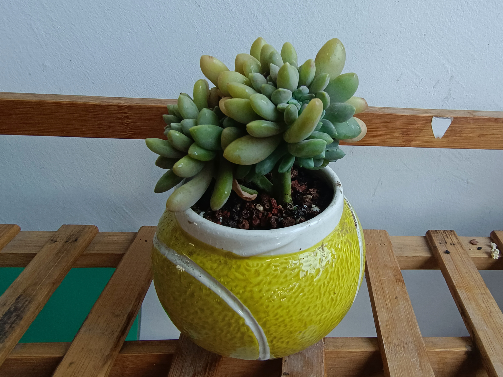 最好养的多肉冬美人缀化了更漂亮了