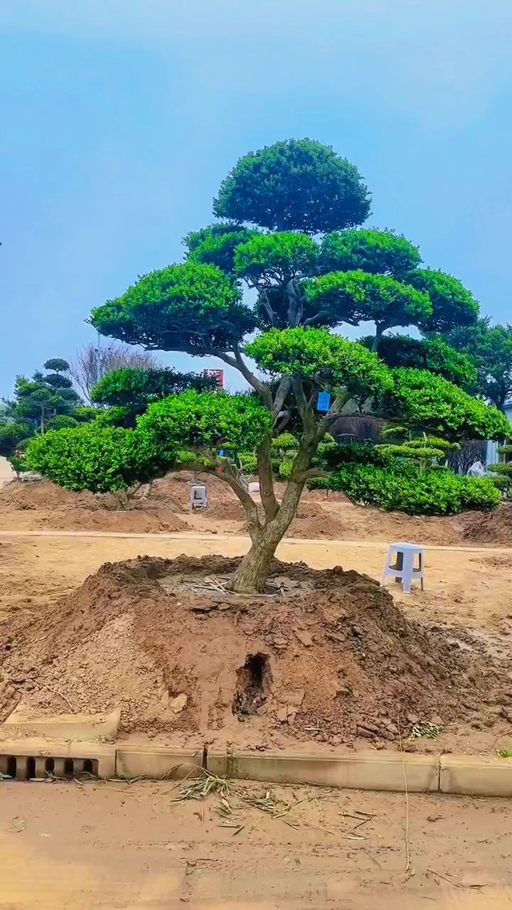 黄杨造型步骤图片