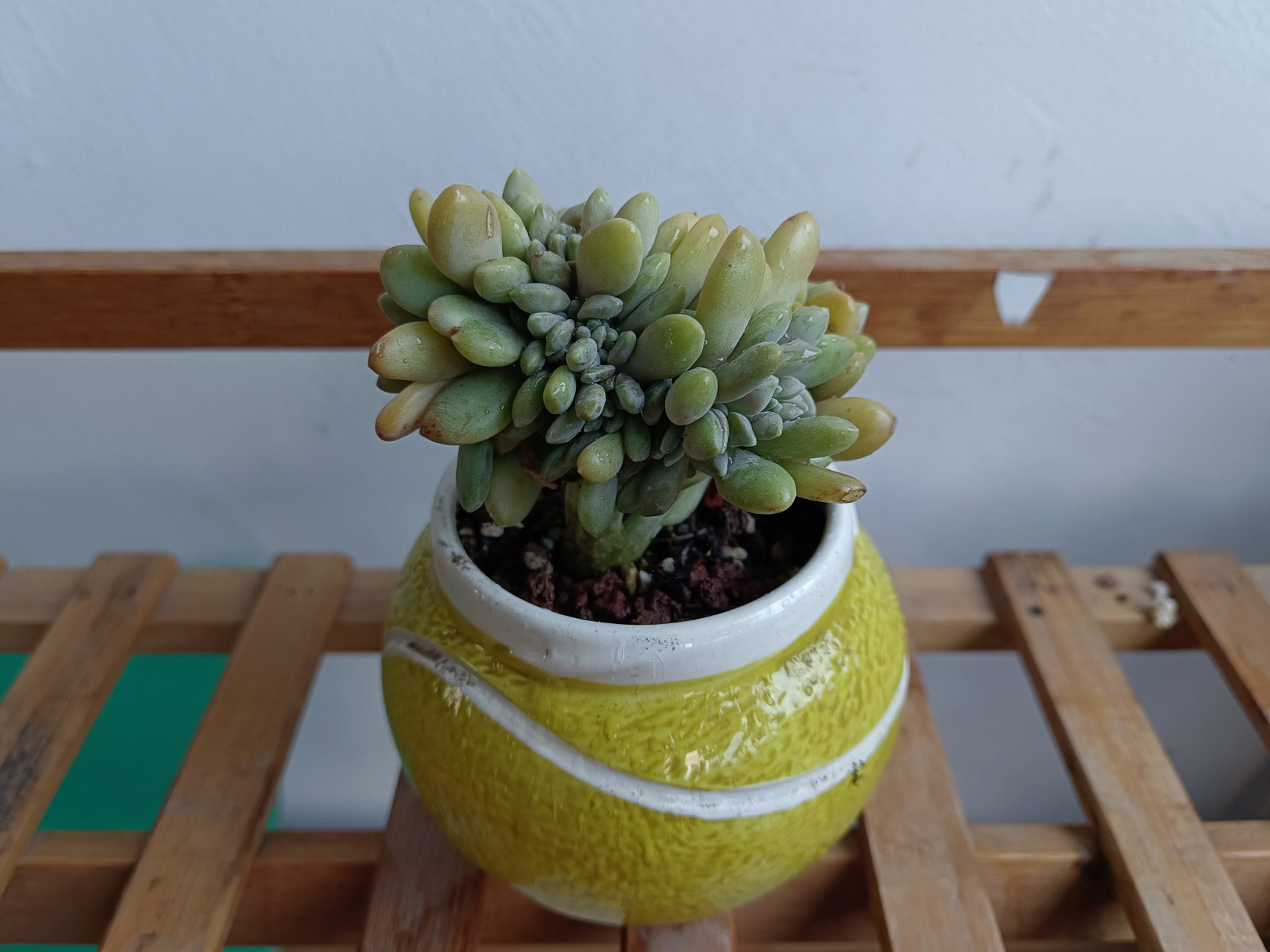 最好养的多肉冬美人缀化了更漂亮了