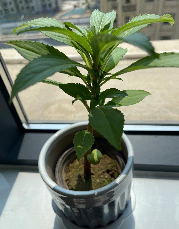 在老家移回来一颗小树苗,但是老家叫指甲草,小时候开花的时候用它的