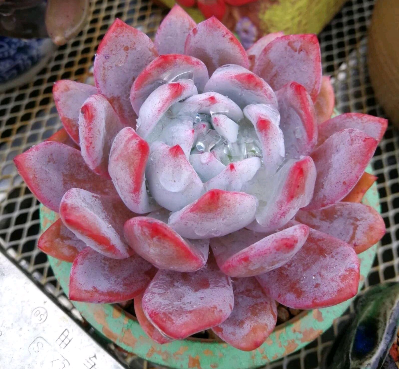 多肉芙蓉雪莲的养护方法