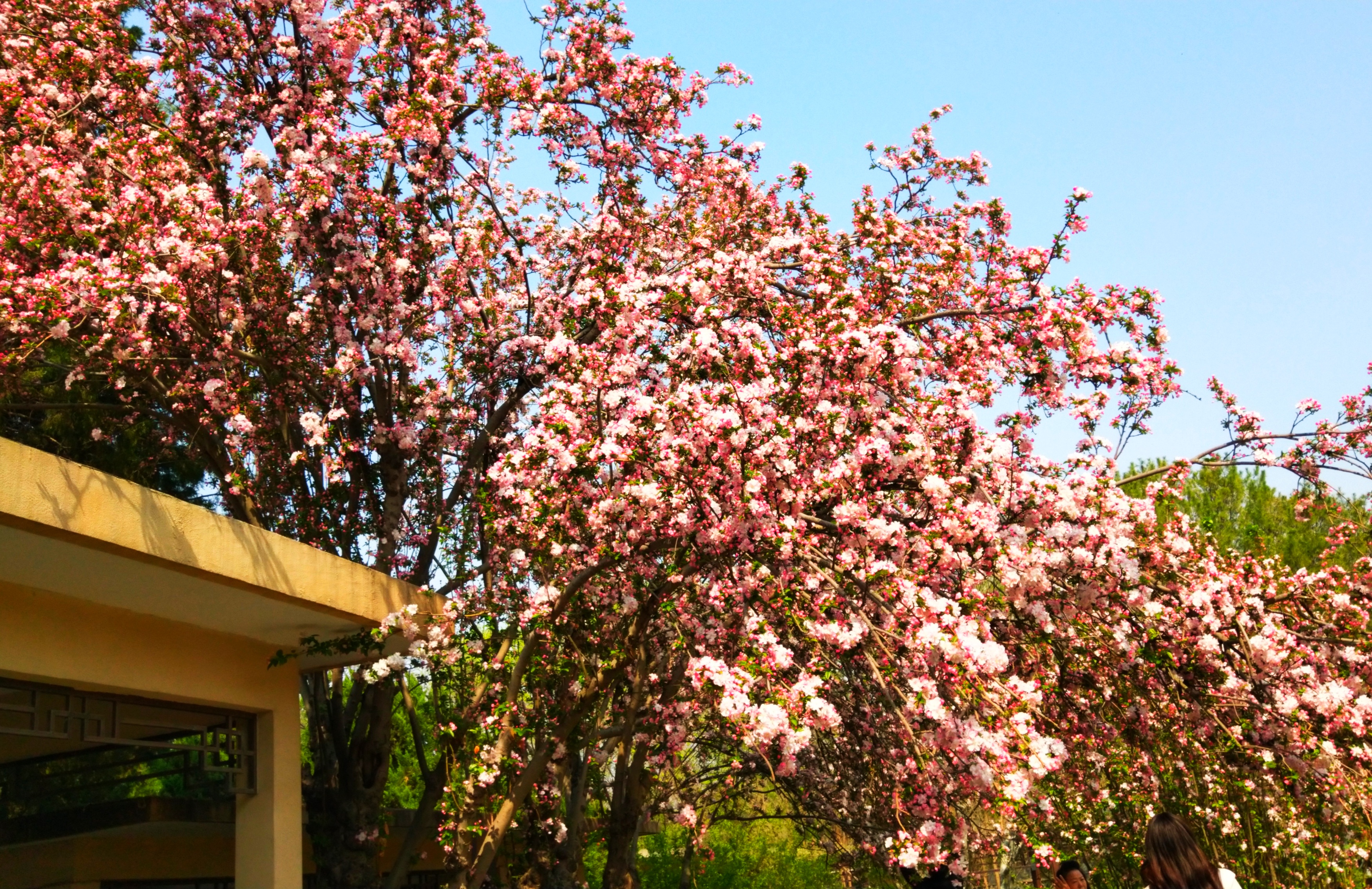 北京玉渊潭公园,春色美翻了