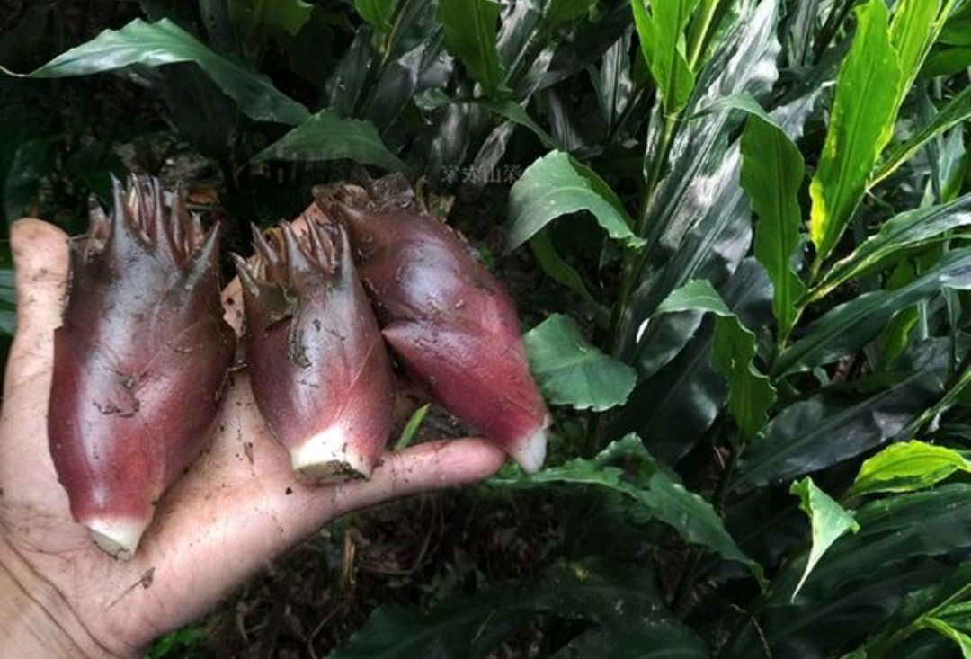 洋荷姜:四季可采摘,种一次收4年,亩产3000斤,适宜荒山坡地种植