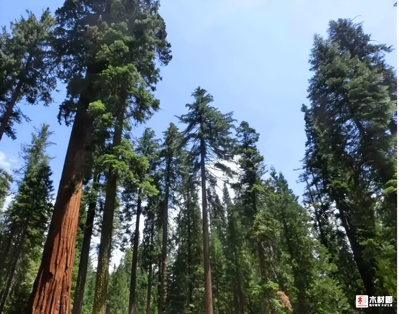 探秘俄罗斯樟子松:独特优缺点解析