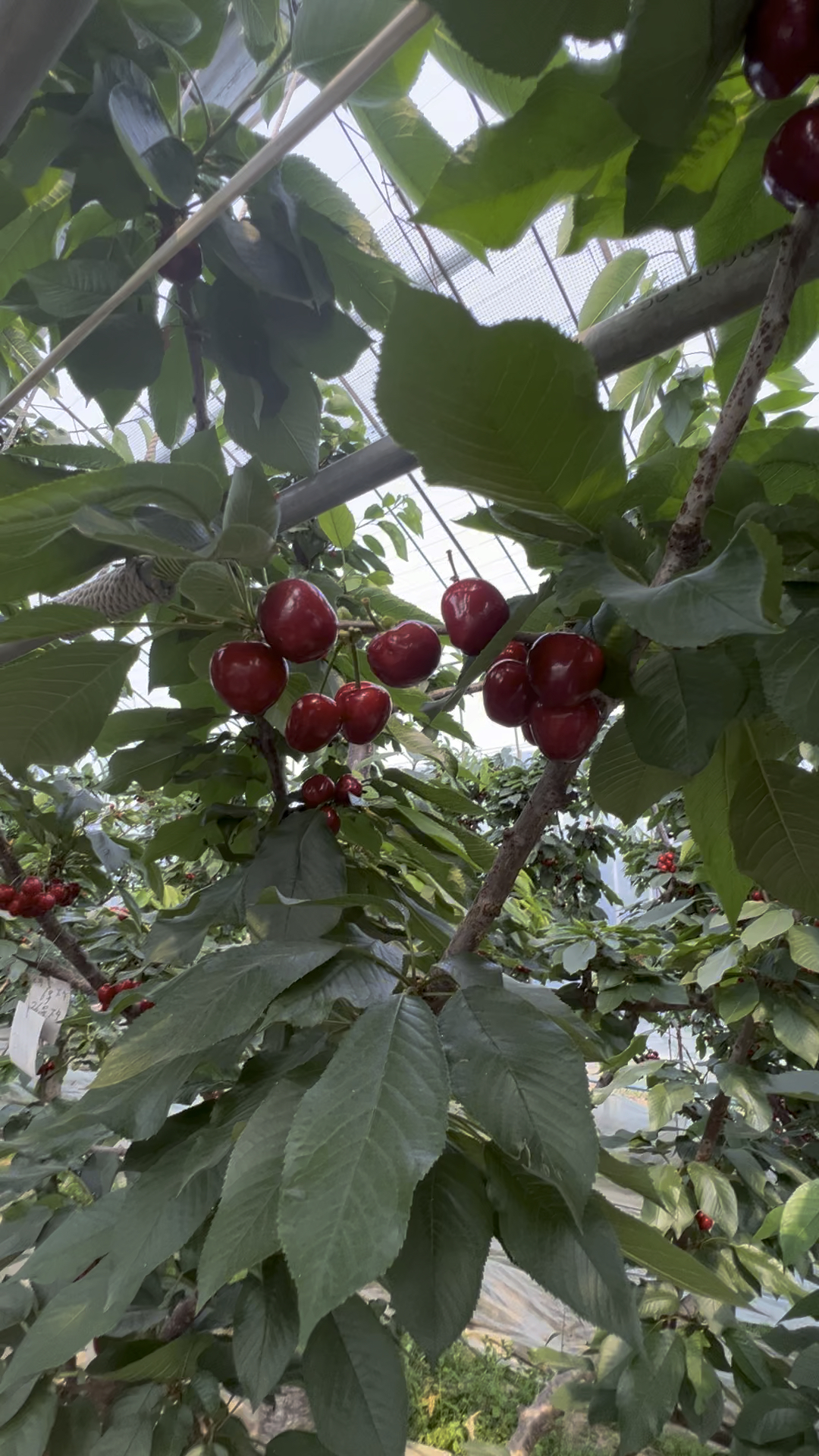 山东美早大樱桃第一天开棚,头茬果快来.