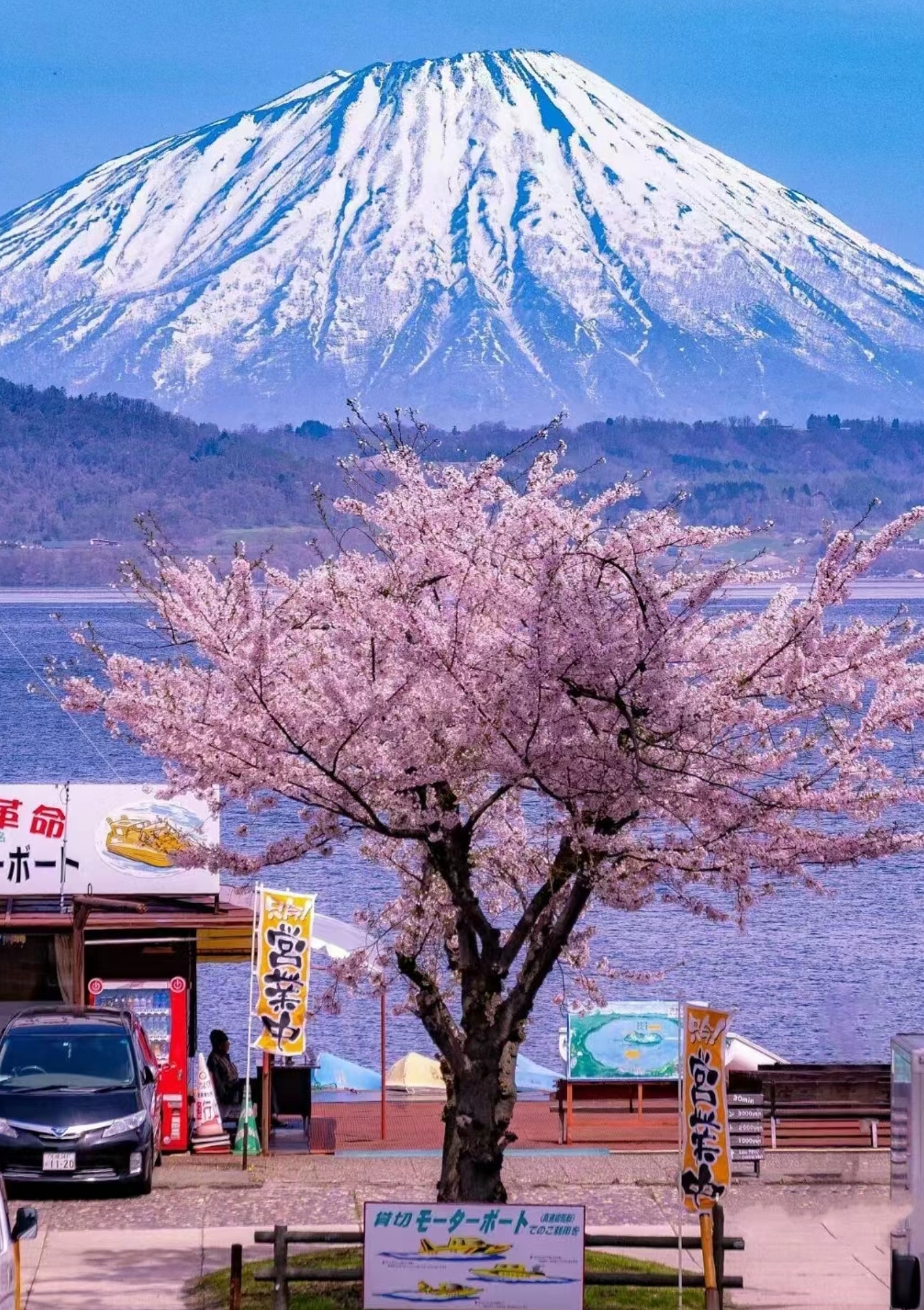 日本富士山 樱花盛开的季节性奇观与文化象征