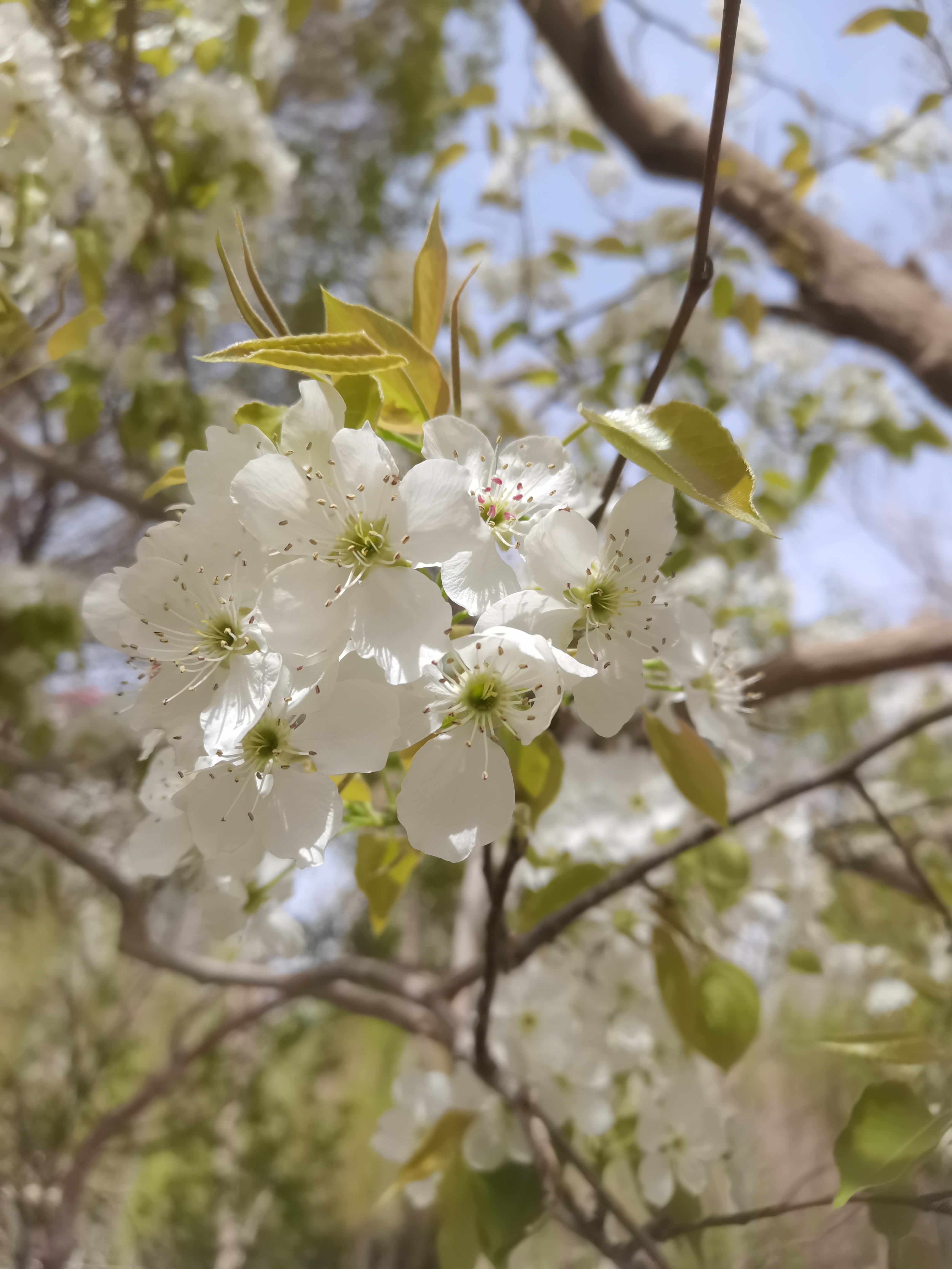 梨花和苹果花的区别图片