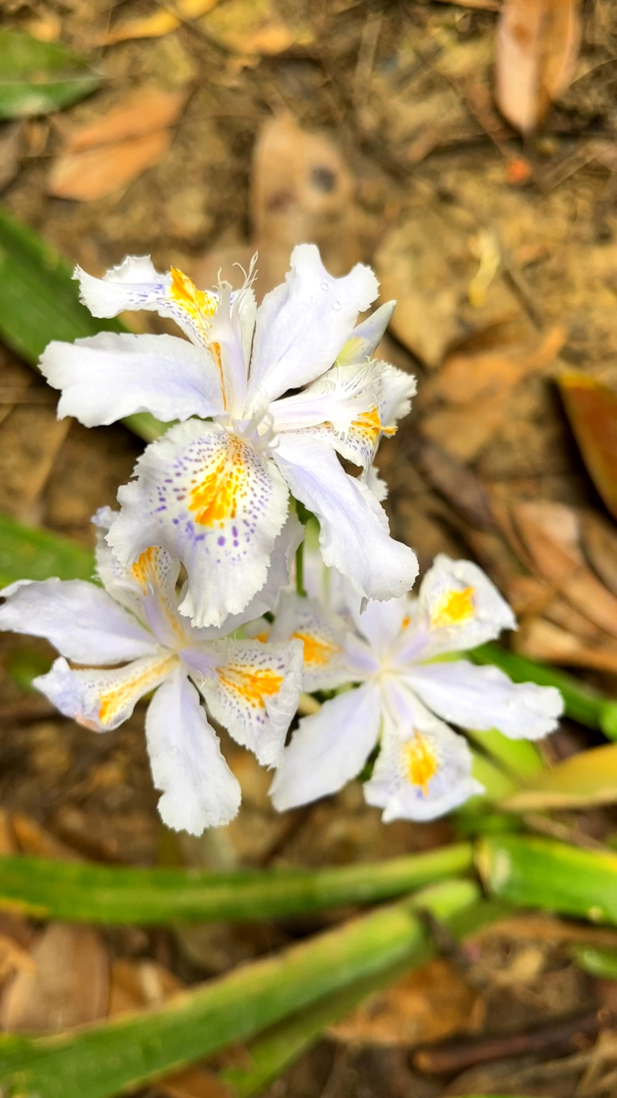 蝴蝶花,也叫鸢尾花,身姿飘逸轻盈!