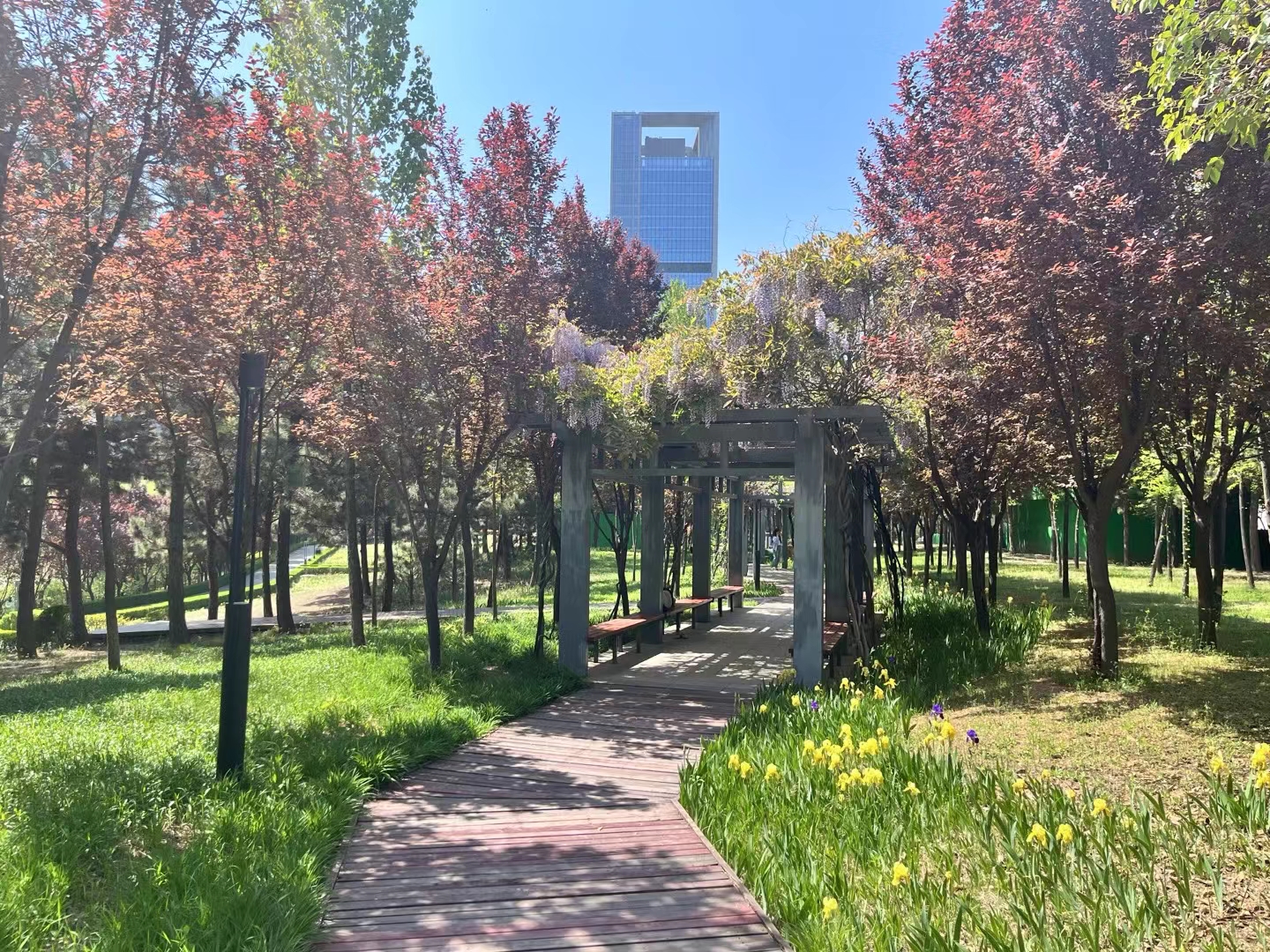 西安的夏天总是猝不及防 昨天还穿着棉马甲 今天已然30度 花都开好了