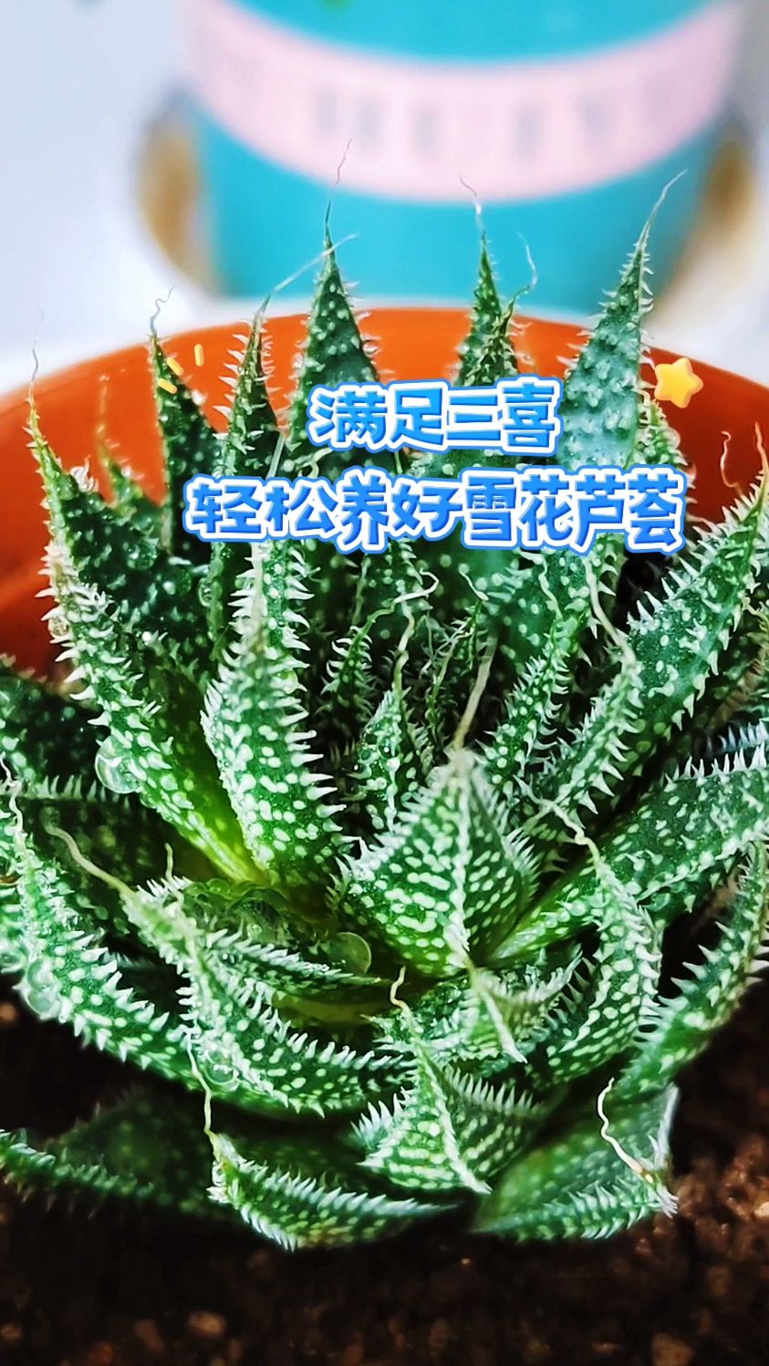 满足三喜,轻松养好雪花芦荟