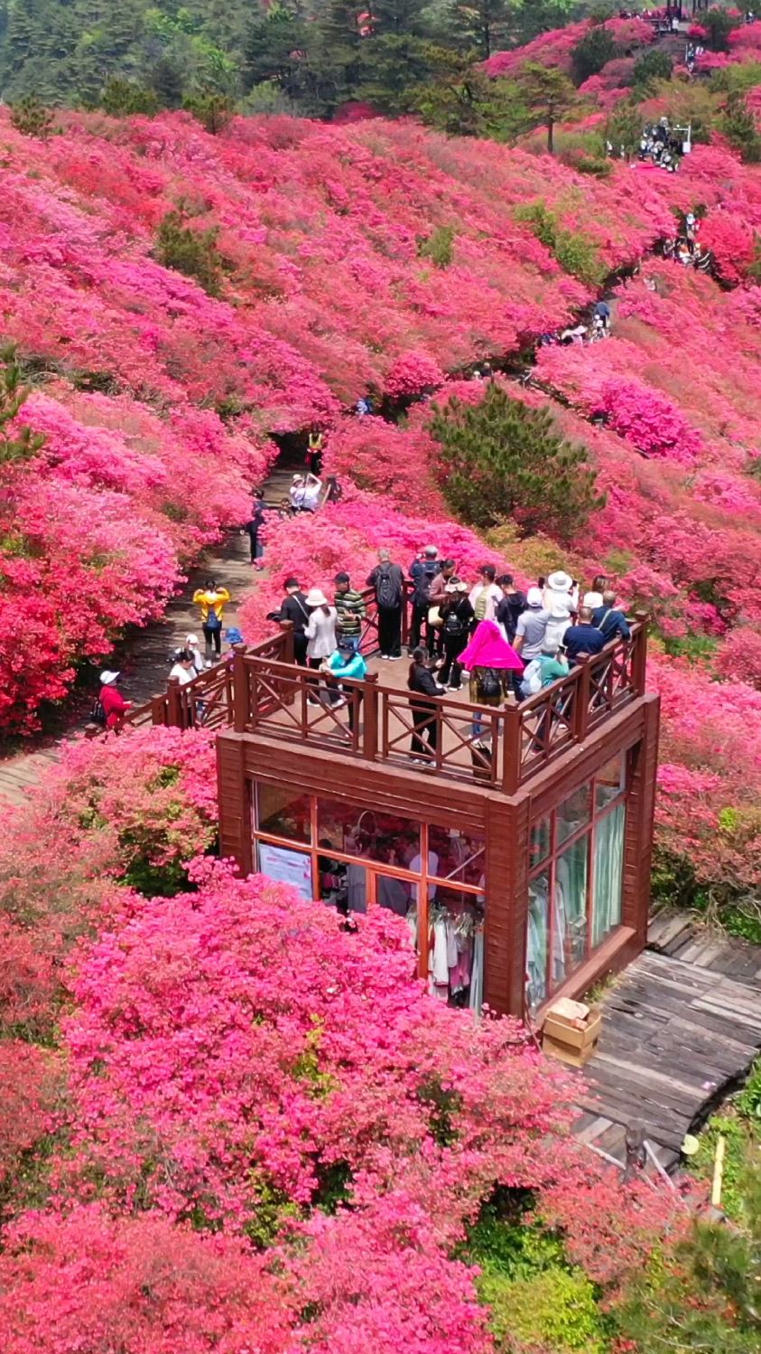 国内最大的野生杜鹃基地,麻城龟峰山即将进入盛花期 