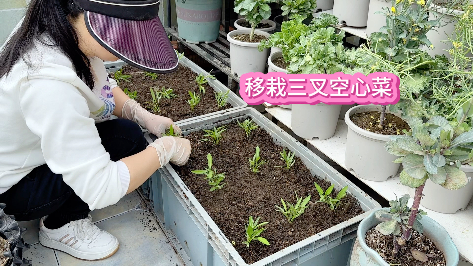 楼顶菜园今日移栽三叉空心菜 生长迅速 多茬采收产量高
