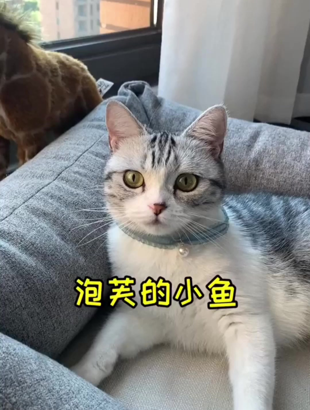 是时候给大家看下泡芙的真面目了!