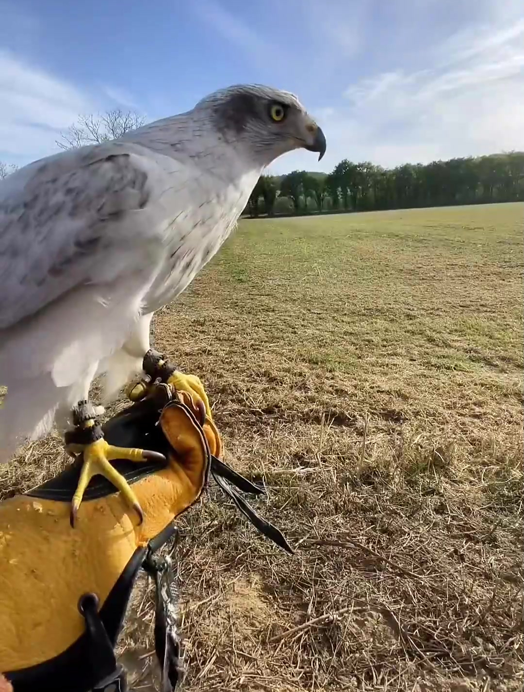 今天又来和法国人放鹰了