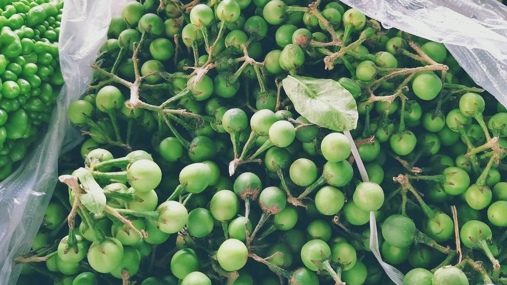 野生木本植物-水茄简介