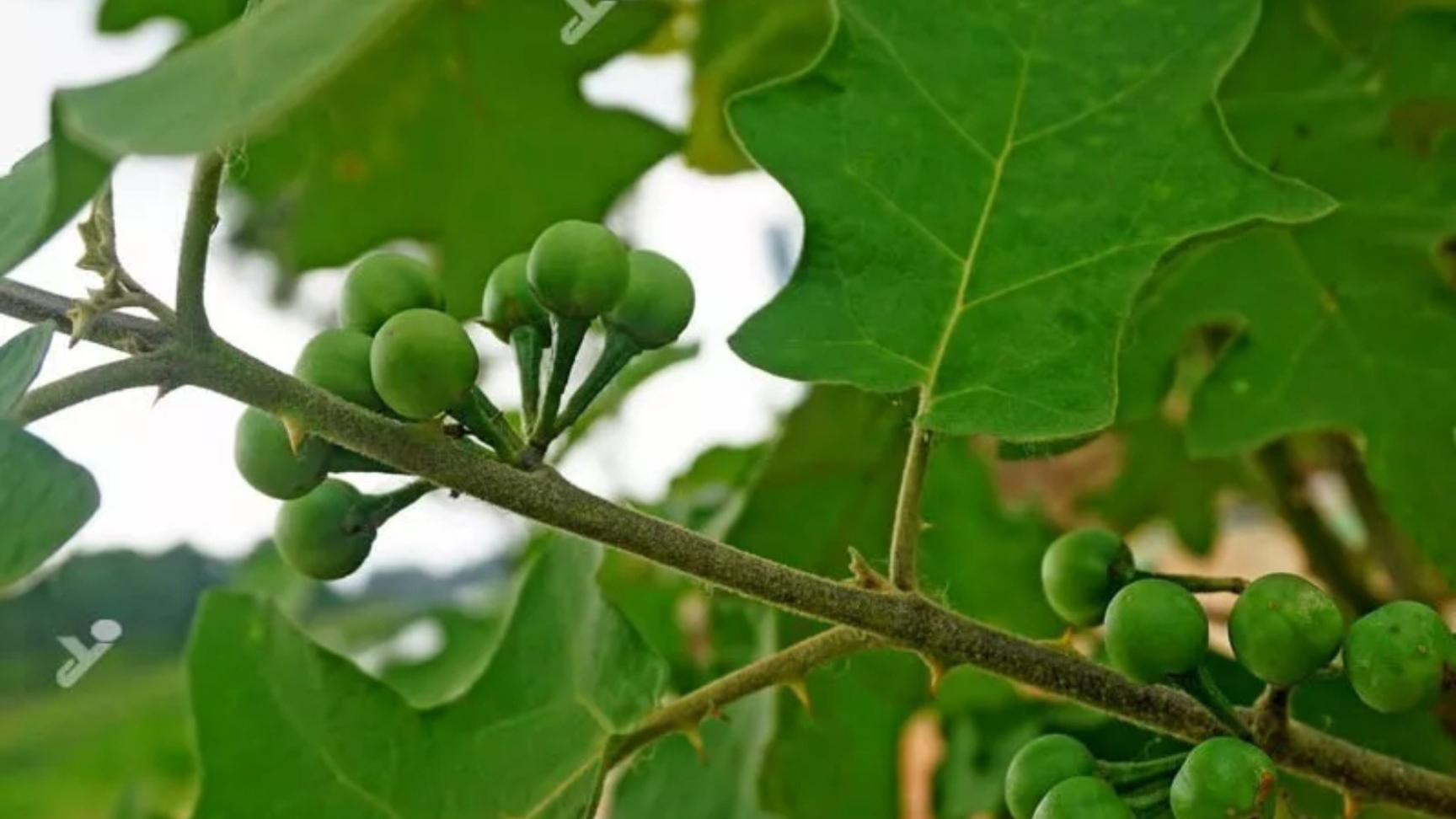 野生木本植物-水茄简介