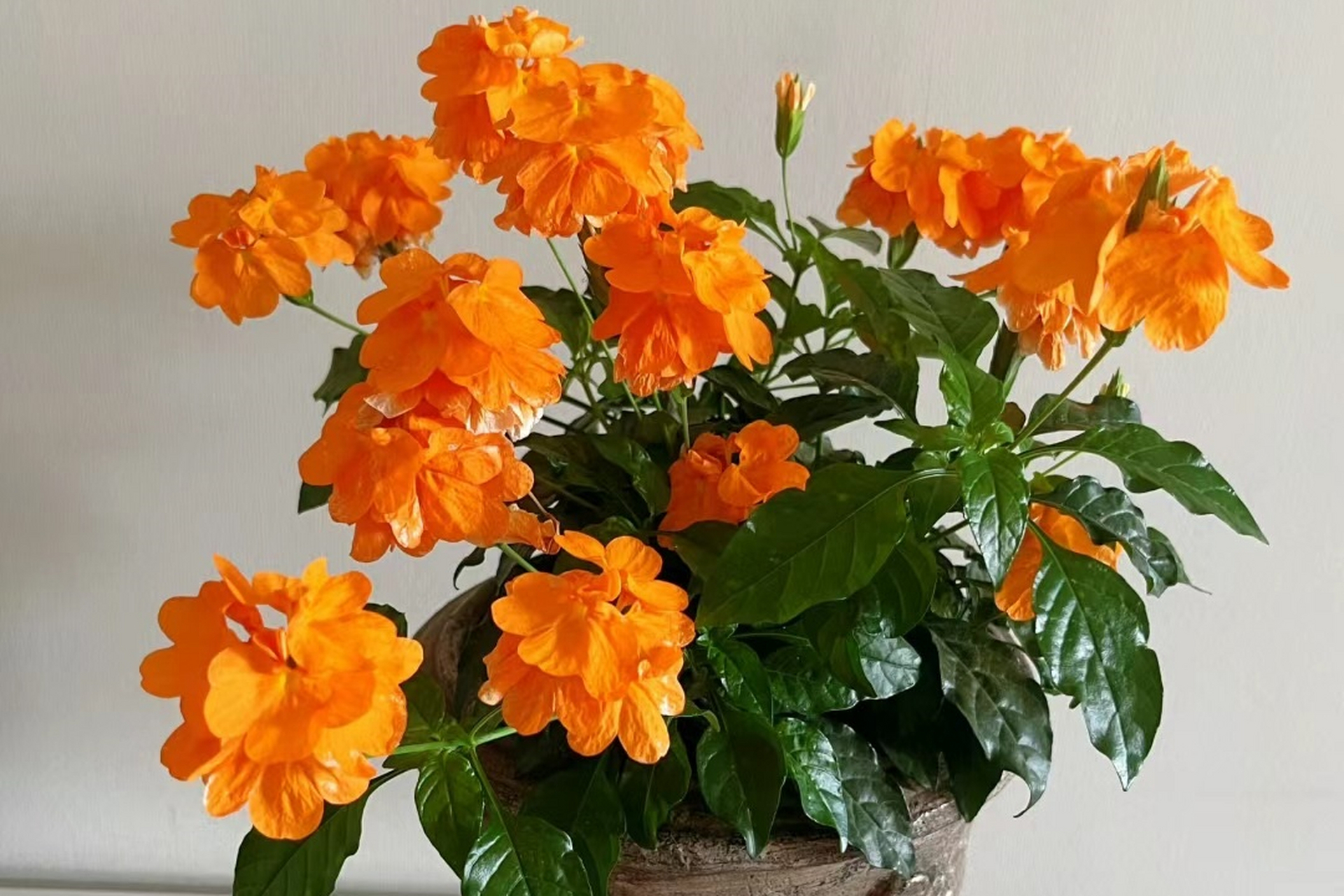 鸟尾花,颜值爆表且耐阴好养.