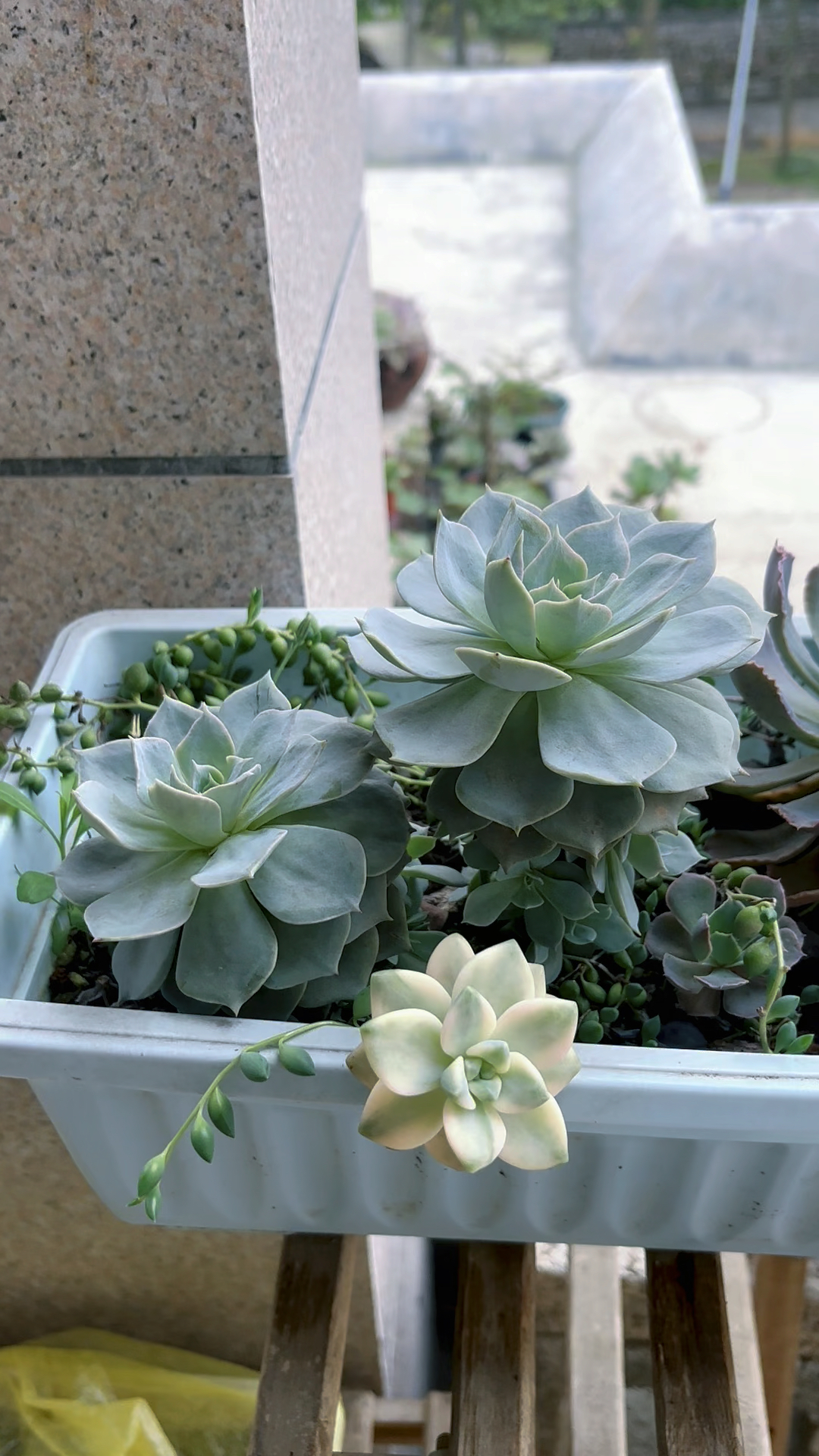 多肉蓝石莲状态图