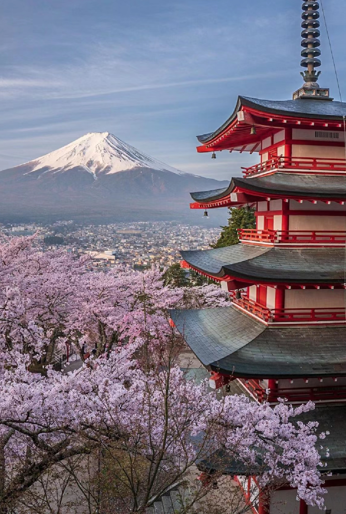 富士山樱花 手机壁纸图片