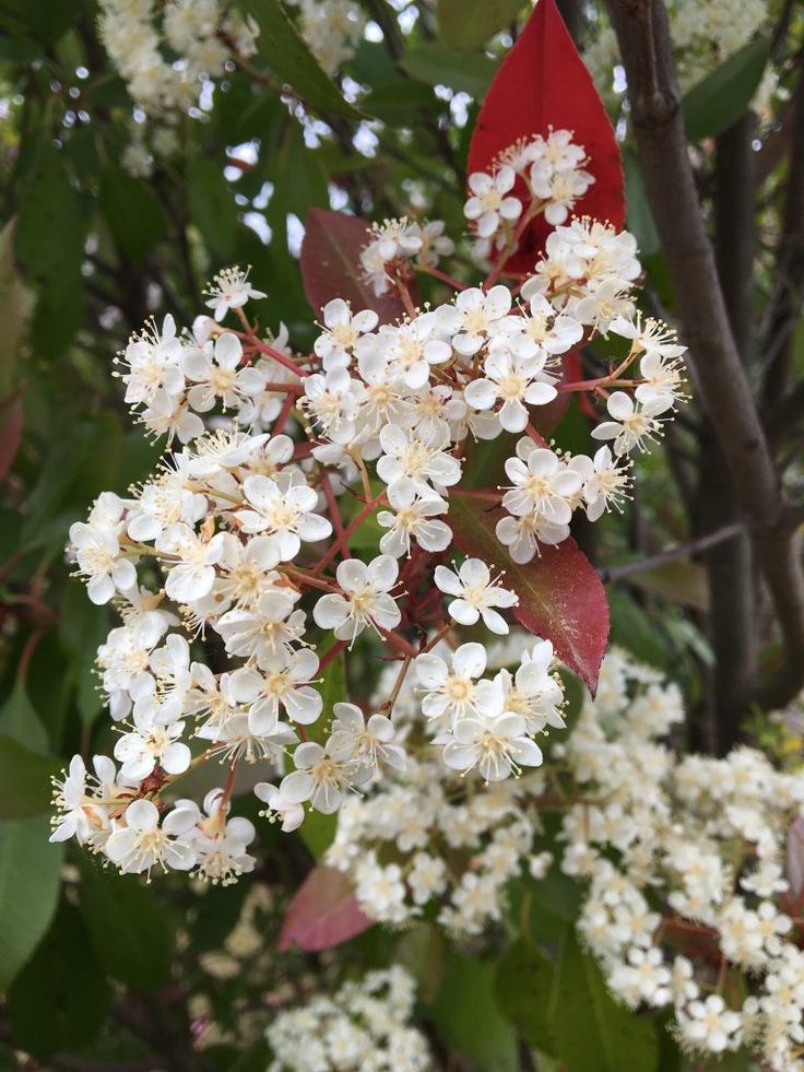 武汉市花 石楠花图片