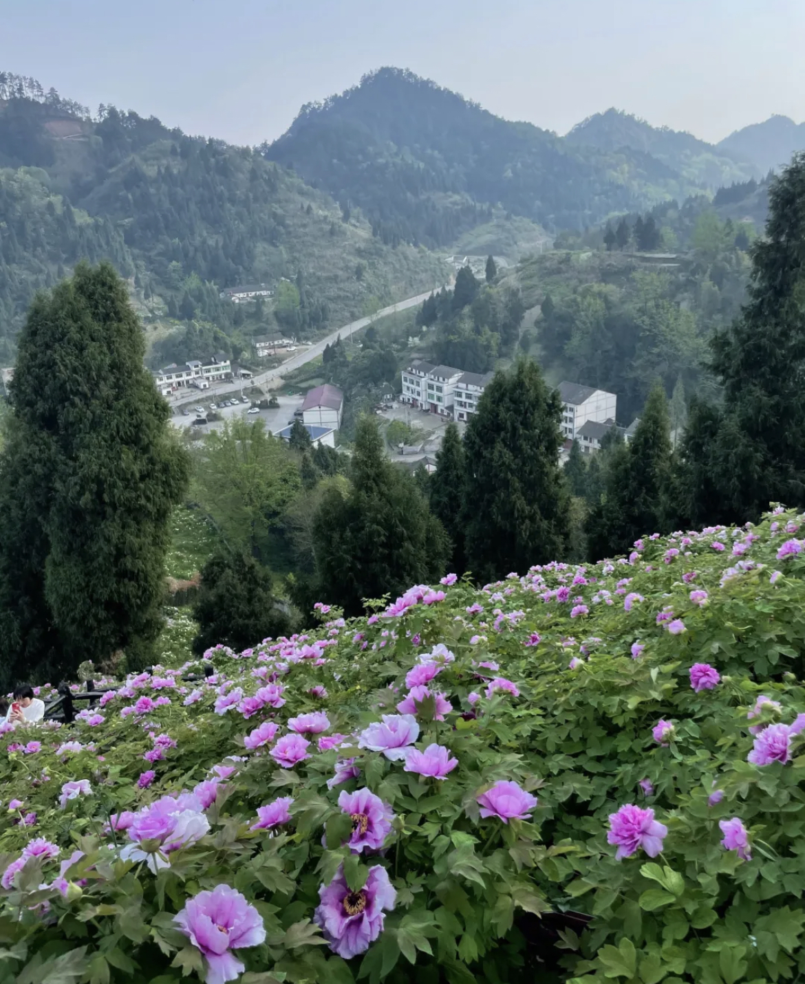 在垫江恺之峰牡丹园,百花之王牡丹已到盛花期.