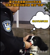 优秀的小狗也上交国家了!云南缉毒犬"阅读"立功