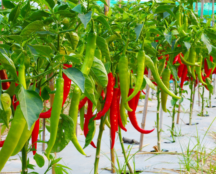 回顾辣王李永志5斤辣椒配白酒吃了38年如今下场为何令人同情