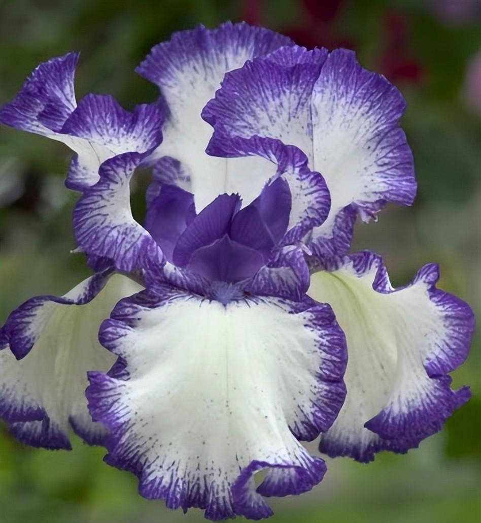 鸢尾花是百合科的一员,主要集中在亚洲,可以适应不同的气候