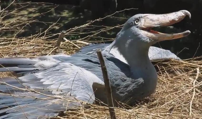 鲸头鹳:长相丑萌可爱,却被认为是幼年鳄鱼的天敌