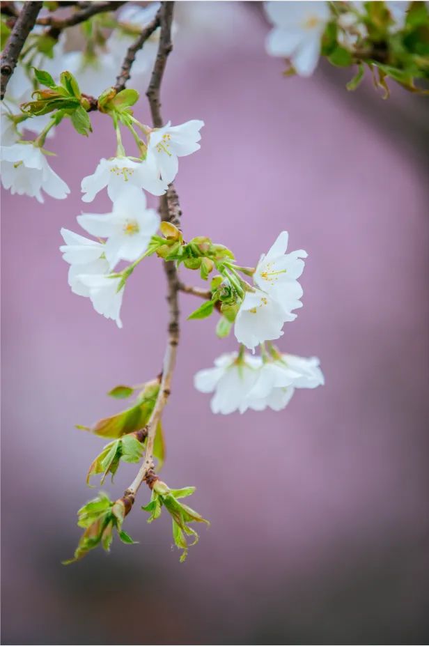 春天拍花图片