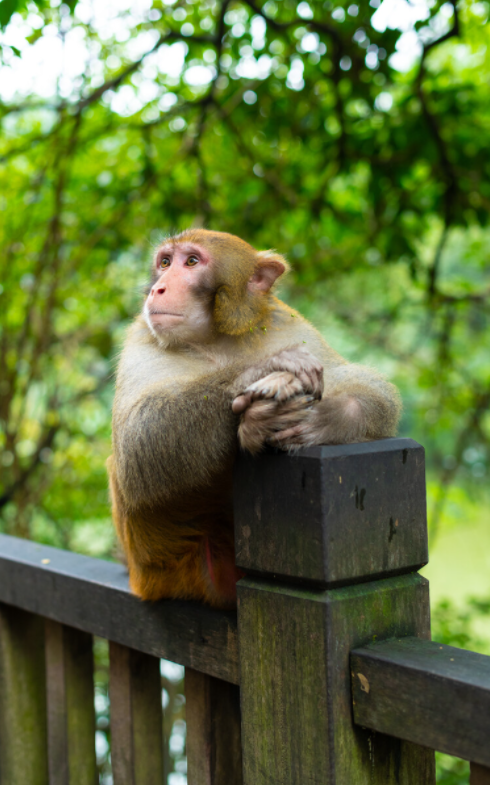 盘点不同景点的吗喽表现峨眉山的要弹弓威慑黔灵山的素质不详