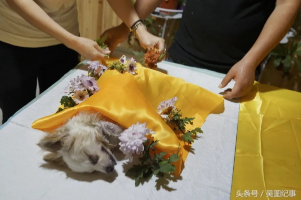 北京宠物火化殡葬服务费用,价格透明合理,为您的宠物送最后一程