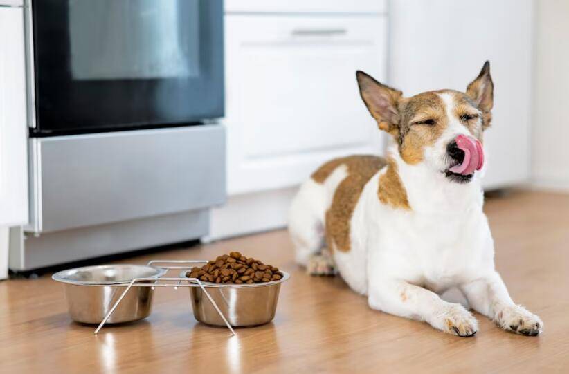 经常打狗狗,会有这些"严重"后果!