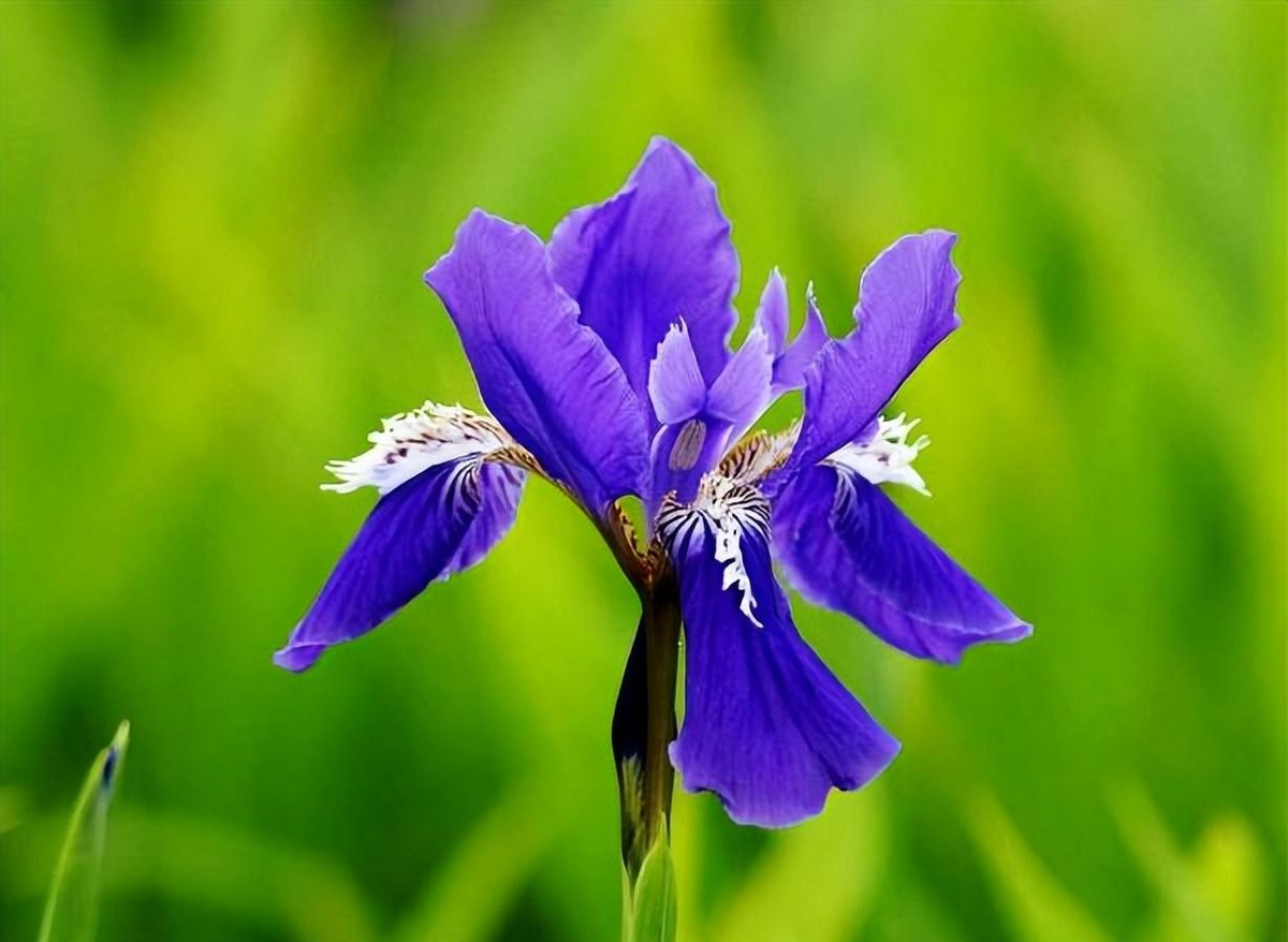 鸢尾花是百合科的一员,主要集中在亚洲,可以适应不同的气候