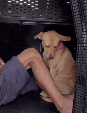 主人犯事被抓爱犬为报复大闹警局民警无奈要不去监狱陪他