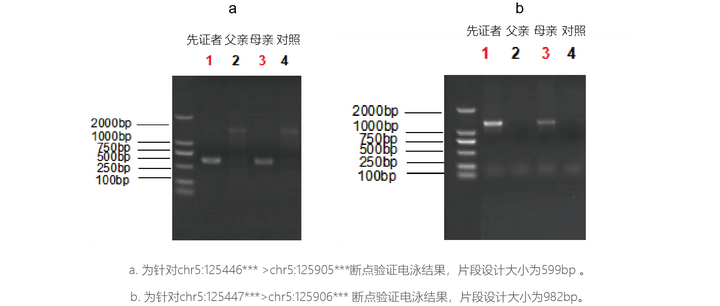案例2:吡哆醇依赖性癫痫,基因检测仅发现单杂合时怎么办?