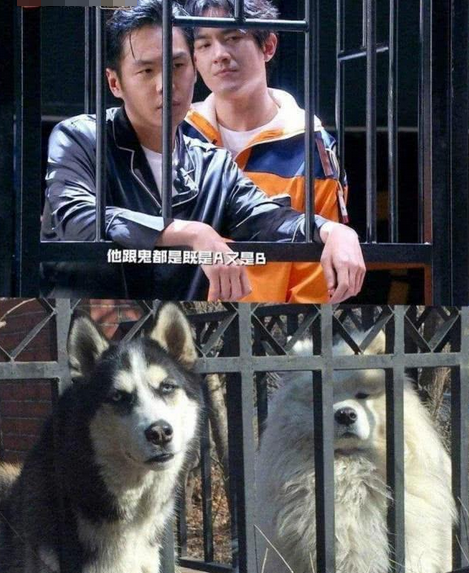 回顾:8位像动物的明星,王一博肖战能忍,看到易烊千玺简直神似