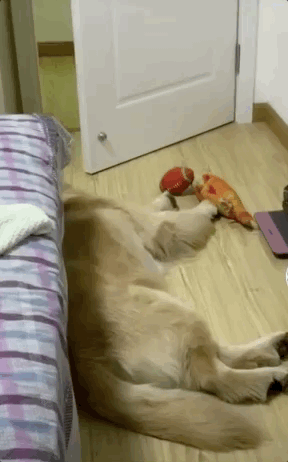 288_462竖版 竖屏gif 动态图 动图