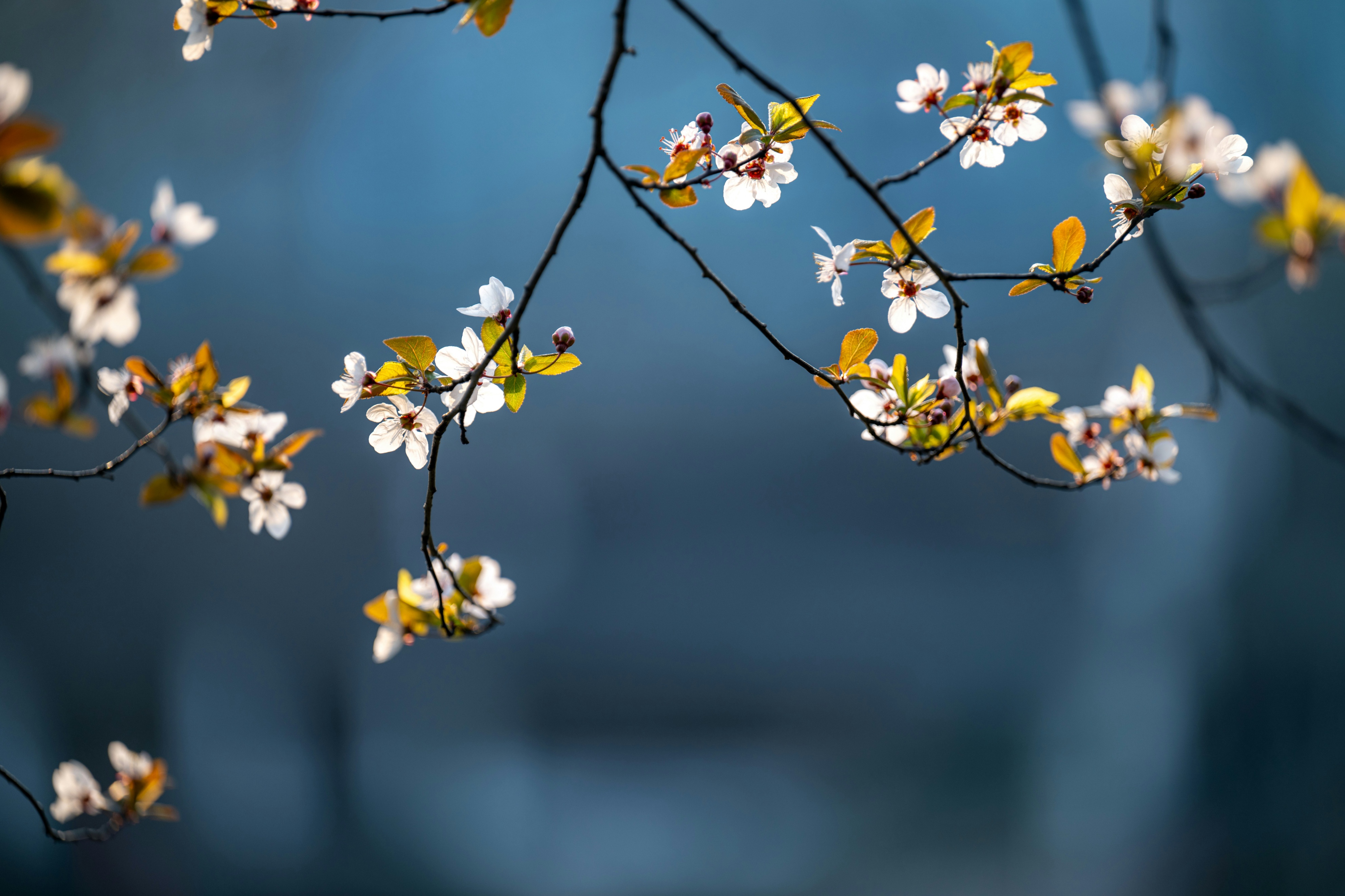 枝条上的花朵