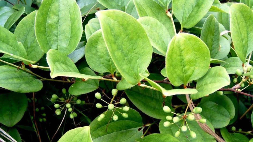 俗称"金刚根",是大名鼎鼎的"祛湿之王",取根煲汤是一绝