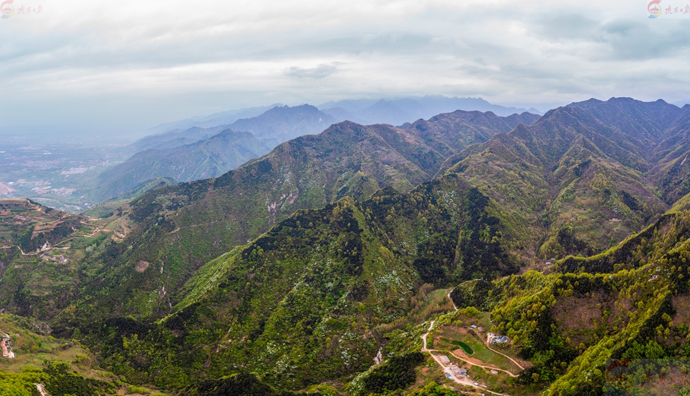 秦岭天子峪:白鹃梅绽放迎客来