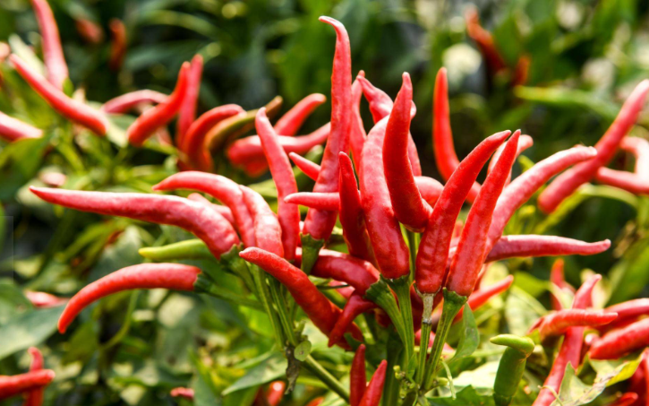 回顾辣王李永志5斤辣椒配白酒吃了38年如今下场为何令人同情