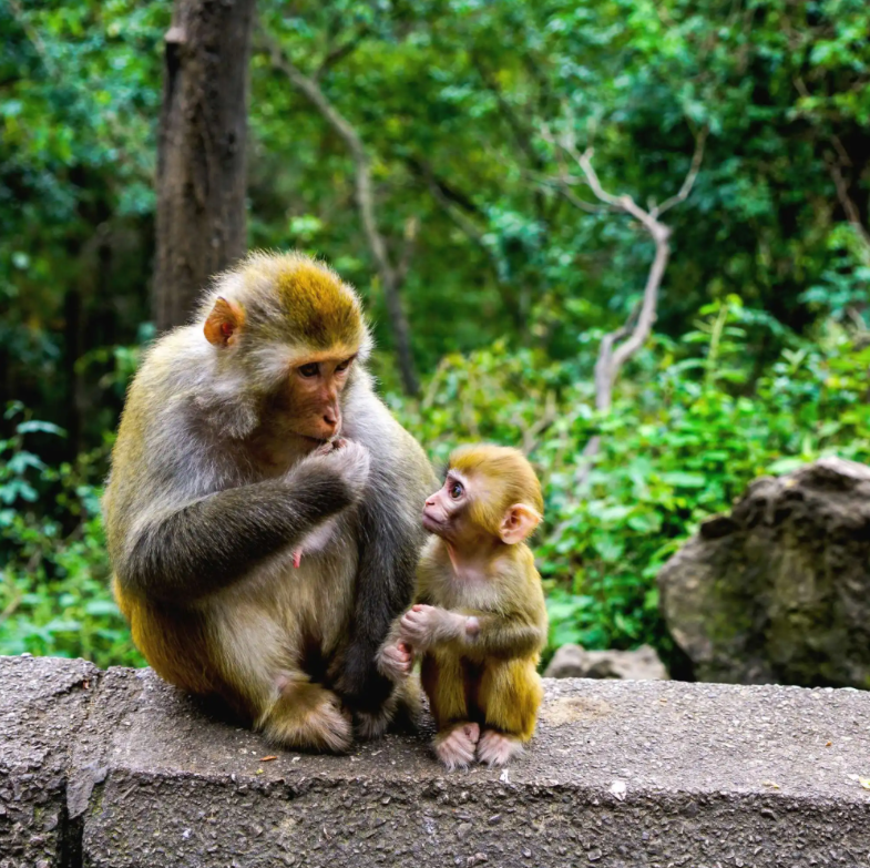 盘点不同景点的吗喽表现峨眉山的要弹弓威慑黔灵山的素质不详